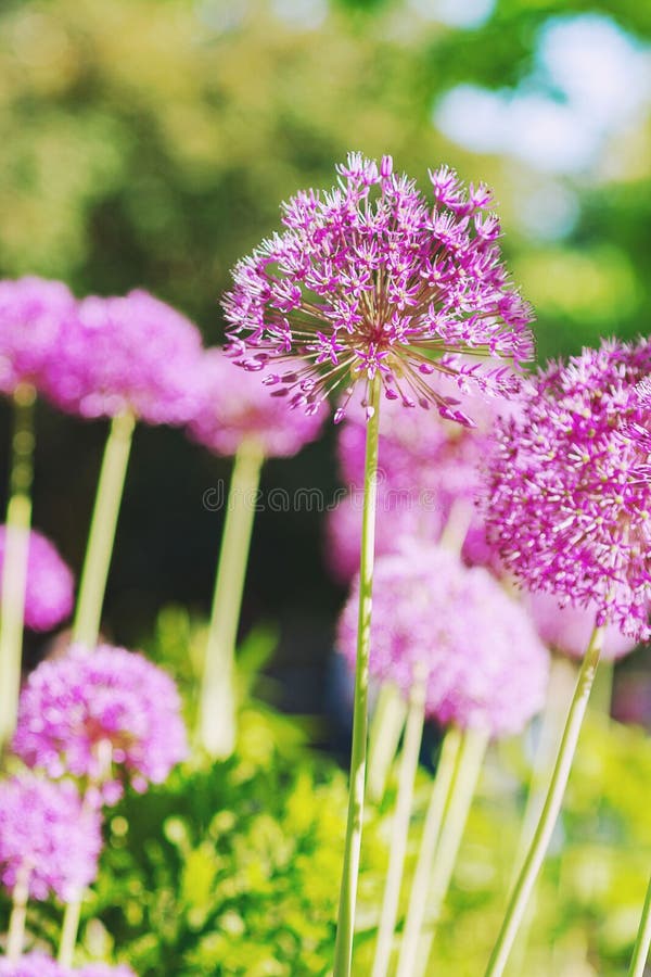 Schöne blühende Frühlingsblüte violett rosa Blüte stockfotografie Schöne blühende Frühlingsblüte violett rosa Blüte stockfotografie