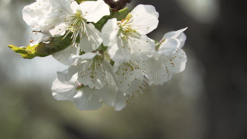 Schöne Blüte Baum Natur Szene mit Sonne. stock video footage