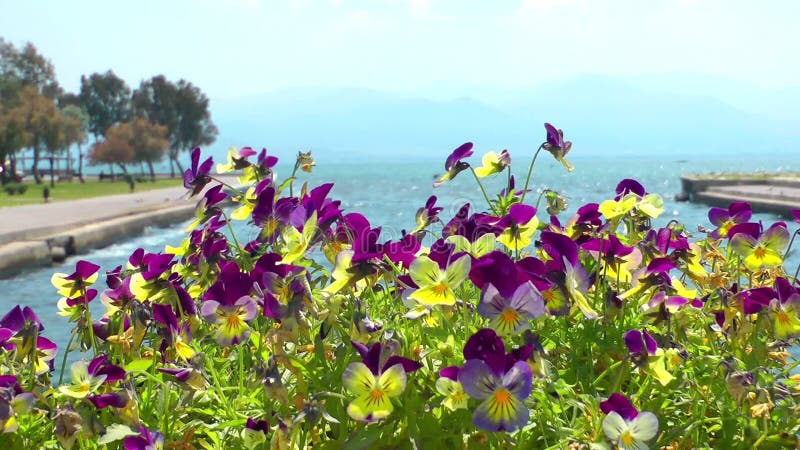 Schöne Blüte Flora Flowers in der Mutter Natur stock video footage