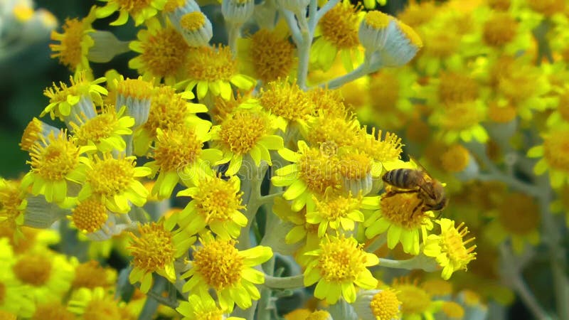 Schöne Blüte Flora Flowers in der Mutter Natur stock video