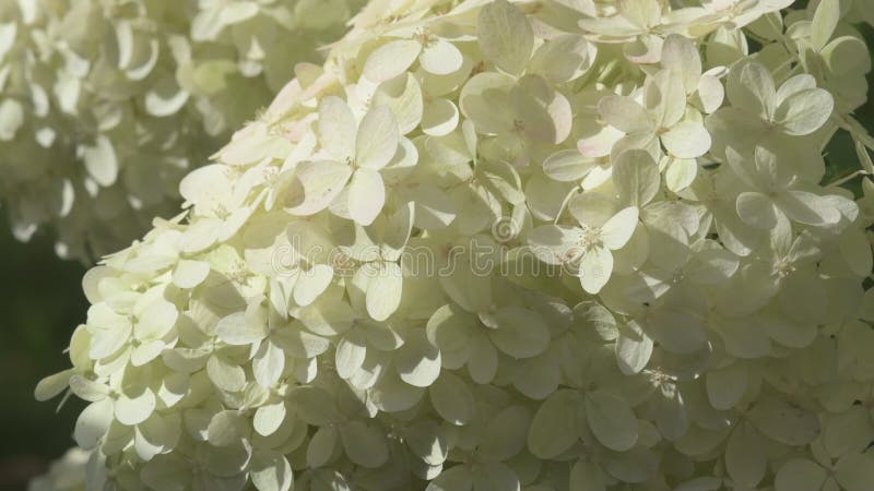 Schöne Blüte von leichter Pistazien Hydrangea Blüte im Garten bei sonniger Tag. schließen stock video footage