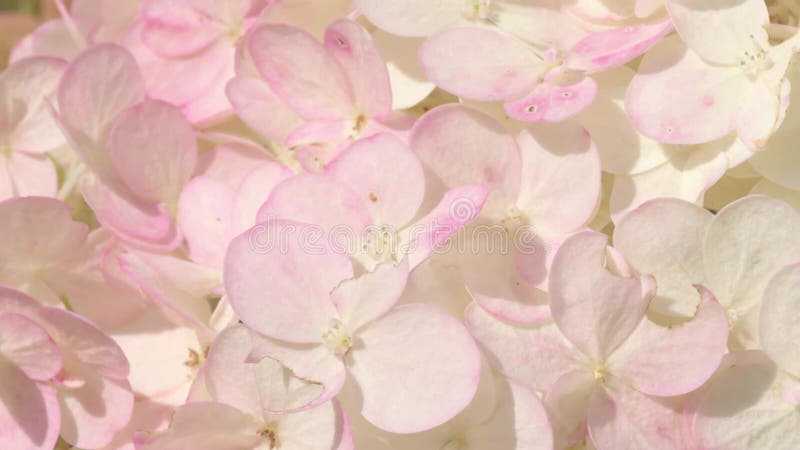 Schöne Blüte weicher leichter Hydrangea im Sommer. Makroaufnahmen stock video