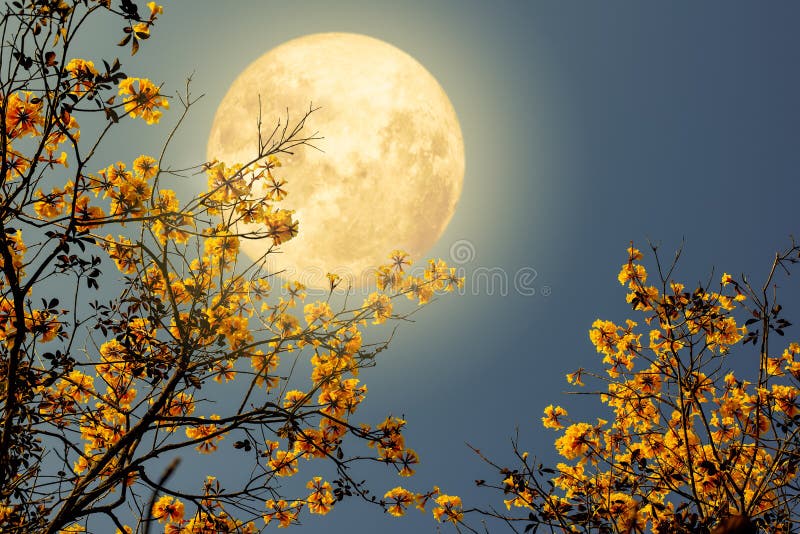 Schöne Blütenblüte am Baum mit Nachthimmel und Vollmond. lizenzfreies stockfoto