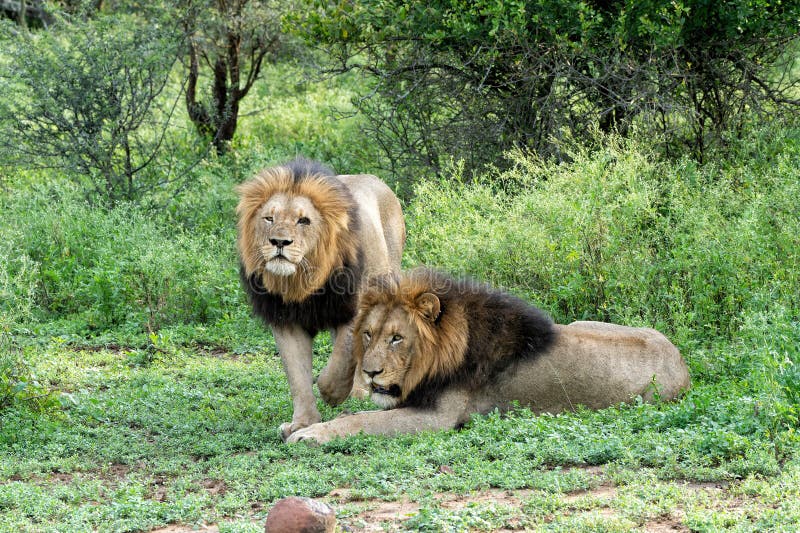 Schöne Bruderschaft von Löwenmännchen in Mkuze Falls Game Reserve. Schöne Bruderschaft der Löwenmännchen. Lion Panthera leo Männchen fast bereit für die Jagd in Mkuze Falls Game Reserve in Kwa Zul Natal in Südafrika