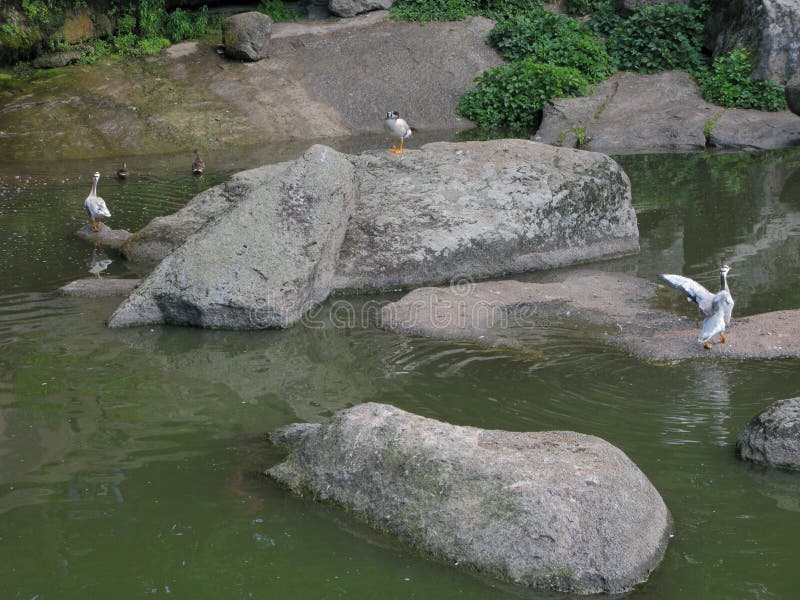 Schöne bunte Enten, die in den See und in die Stellung auf den Felsen schwimmen lizenzfreie stockfotografie Schöne bunte Enten, die in den See und in die Stellung auf den Felsen schwimmen lizenzfreie stockfotografie