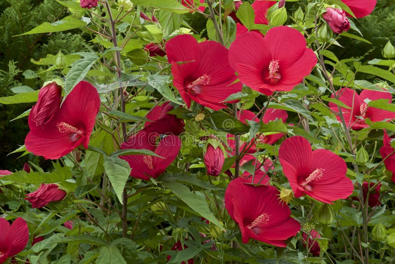 Schöne diese Hibiscuse moscheutos Blüte im Sommer lizenzfreies stockbild Schöne diese Hibiscuse moscheutos Blüte im Sommer lizenzfreies stockbild
