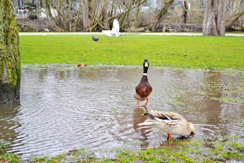 Schöne Enten innerhalb des Teichs bei Vondelpark Amsterdam Holland lizenzfreie stockfotografie