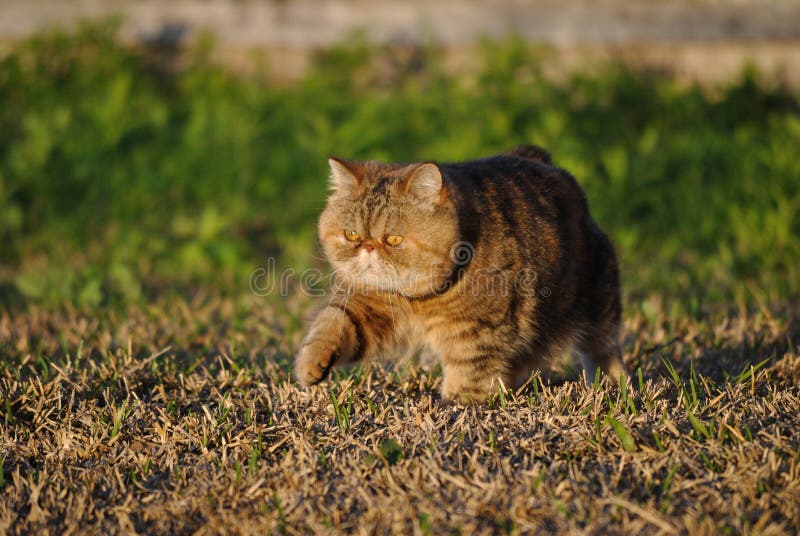 Schöne exotische shorthair Katze