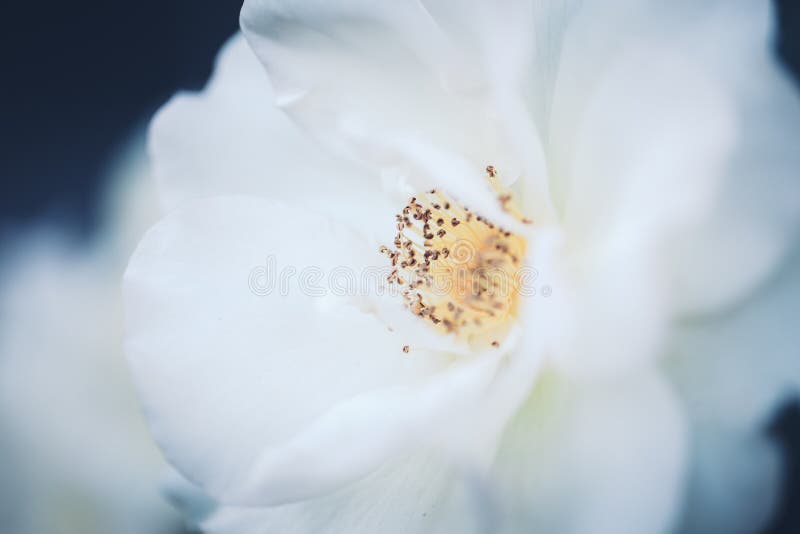 Schöne feenhafte träumerische magische weiße beige sahnige Rosen blüht auf verblaßtem undeutlichem grün-blauem Hintergrund stockbilder Schöne feenhafte träumerische magische weiße beige sahnige Rosen blüht auf verblaßtem undeutlichem grün-blauem Hintergrund stockbilder