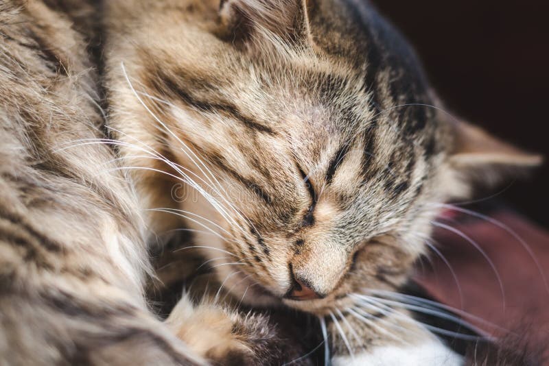 Schöne flaumige gestreifte Katze schläft auf seinem Kissen lizenzfreie stockfotos Schöne flaumige gestreifte Katze schläft auf seinem Kissen lizenzfreie stockfotos