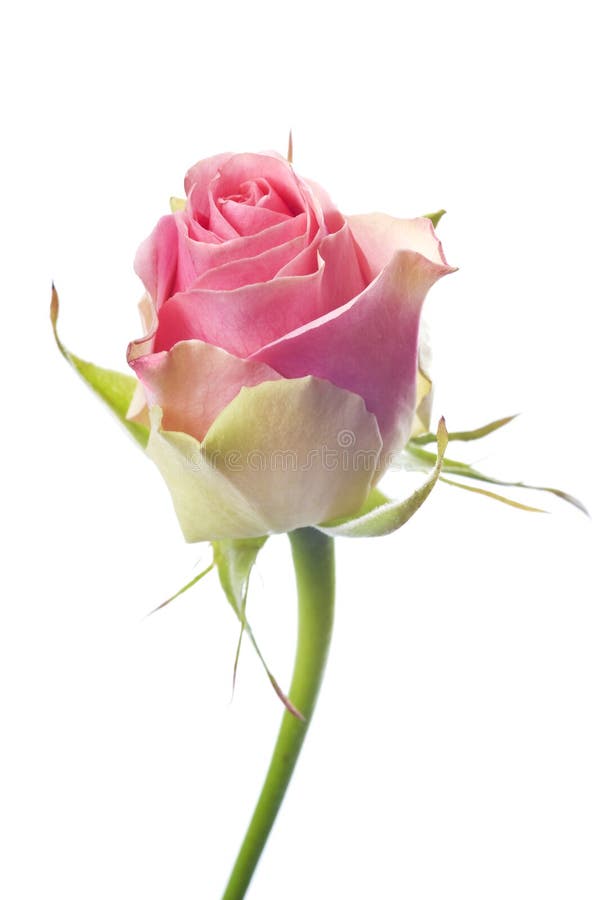 Schöne frische rosa rosafarbene Blume isoliert auf weißem Hintergrund. lizenzfreie stockfotografie