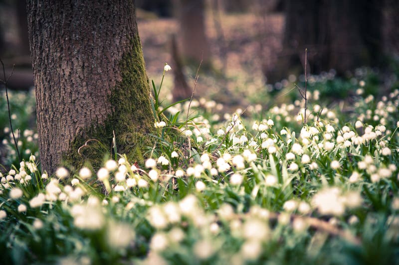 Schöne Frühlingsblume mit träumerischer Fantasie verwischte bokeh Hintergrund Frische Naturlandschaftstapete im Freien lizenzfreies stockfoto Schöne Frühlingsblume mit träumerischer Fantasie verwischte bokeh Hintergrund Frische Naturlandschaftstapete im Freien lizenzfreies stockfoto