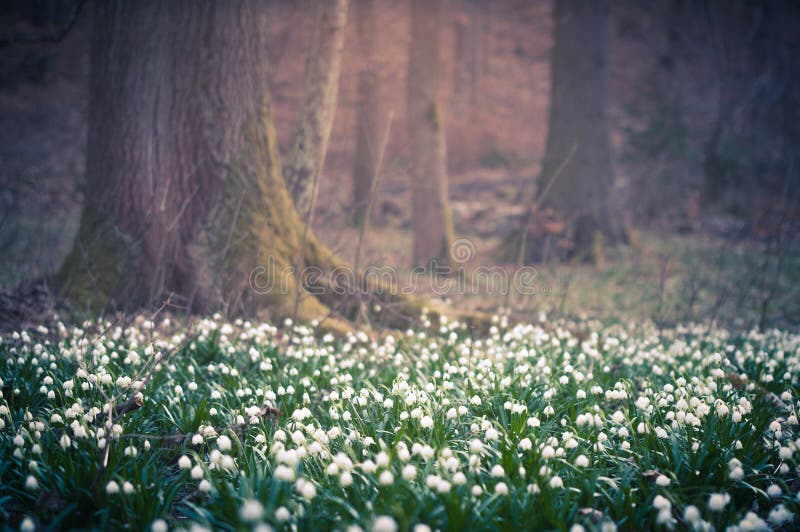 Schöne Frühlingsblume mit träumerischer Fantasie verwischte bokeh Hintergrund Frische Naturlandschaftstapete im Freien lizenzfreie stockfotografie