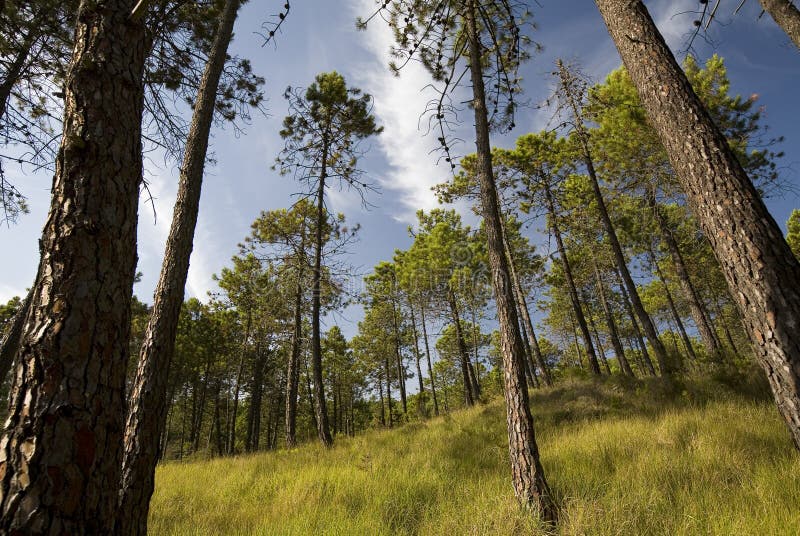 Schöne Frühlingswaldlandschaft stockfotografie Schöne Frühlingswaldlandschaft stockfotografie
