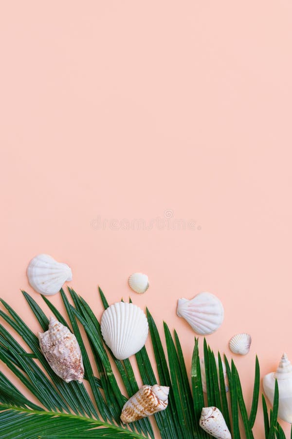 Schöne gefiederte grüne Oberteile des Palmblattes weißes Seeauf rosa Wandpastellhintergrund Tropisches kreatives nautischkonzept lizenzfreies stockbild Schöne gefiederte grüne Oberteile des Palmblattes weißes Seeauf rosa Wandpastellhintergrund Tropisches kreatives nautischkonzept lizenzfreies stockbild