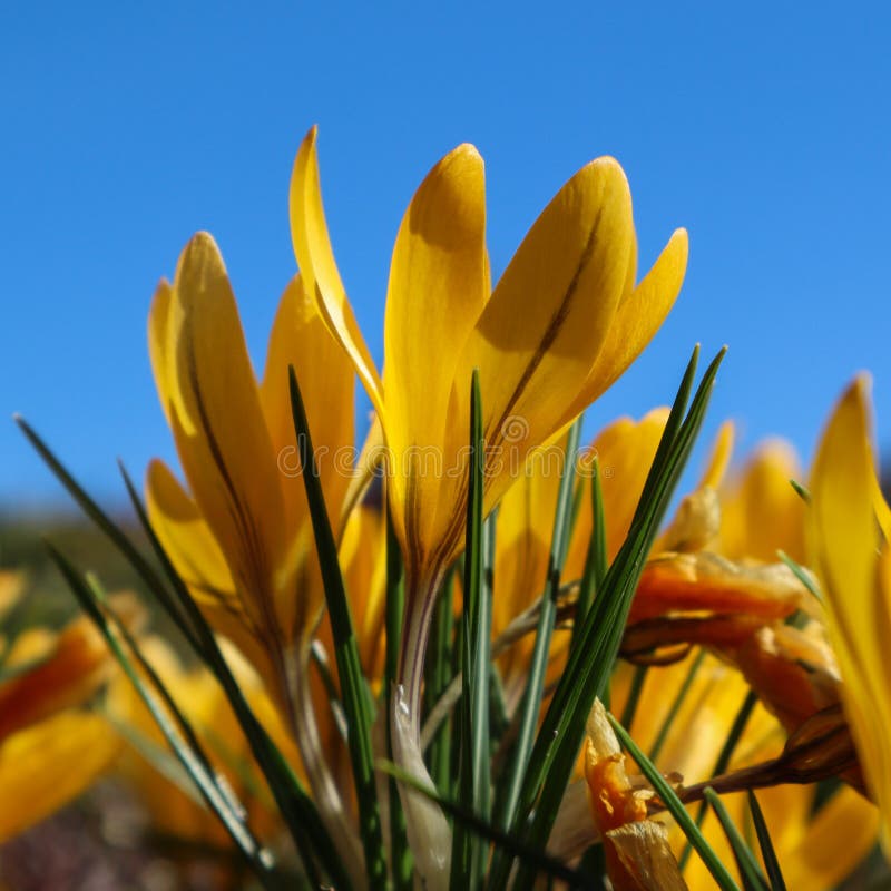 Schöne gelbe Krokusblumen im Frühjahr gegen blauen Himmel lizenzfreie stockbilder Schöne gelbe Krokusblumen im Frühjahr gegen blauen Himmel lizenzfreie stockbilder