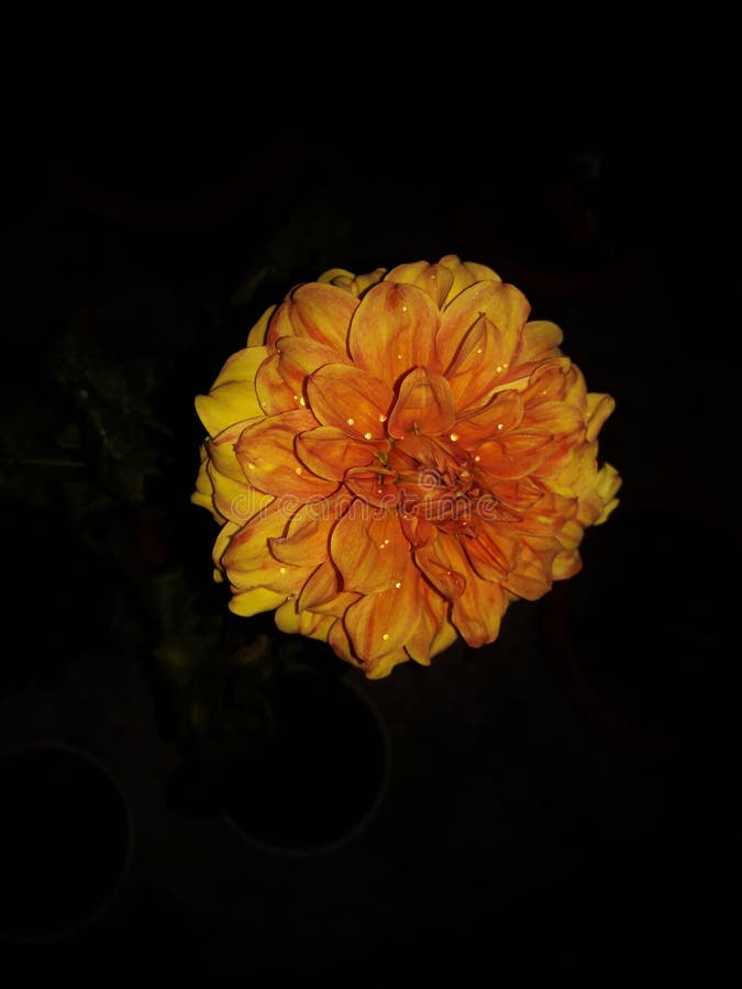 Schöne gelbe Sonnenblume im dunklen Hintergrund stockbilder