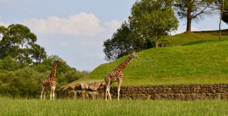 Schöne Giraffen, die in einem Naturpark leben lizenzfreie stockfotos Schöne Giraffen, die in einem Naturpark leben lizenzfreie stockfotos