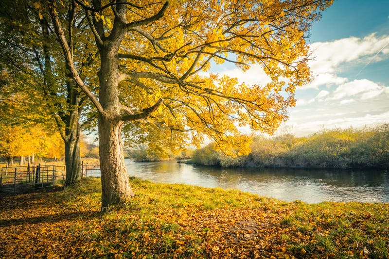 Schöne, goldene Herbstlandschaft mit Bäumen und goldene Blätter im Sonnenschein in Schottland stockbild Schöne, goldene Herbstlandschaft mit Bäumen und goldene Blätter im Sonnenschein in Schottland stockbild