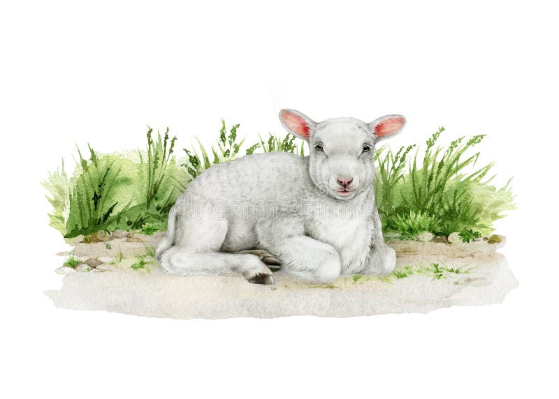 Schöne handgezeichnete kleine Lamm ruhen auf dem Boden Vintage Stil Abbildung auf weißem Hintergrund. perfekt stockfotos