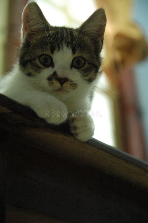 Schöne Hauskatze so nett - entzückendes Tier lizenzfreie stockbilder Schöne Hauskatze so nett - entzückendes Tier lizenzfreie stockbilder