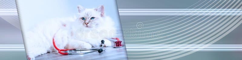 Schöne heilige Katze von Birma mit Stethoskop; panoramische Fahne stockbilder Schöne heilige Katze von Birma mit Stethoskop; panoramische Fahne stockbilder