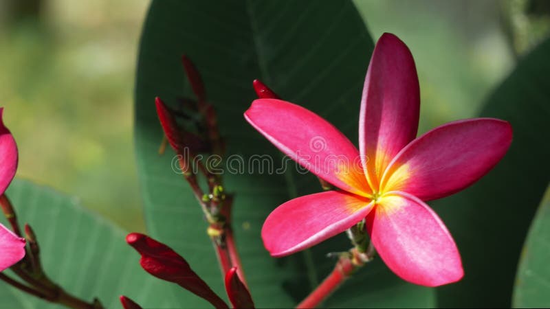 Schöne helle erleichterte lila Plumeriablume mit etwas tiefgrünem Laub im Hintergrund
