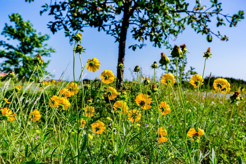 Schöne helle gelbe Wildflowers Lanceleaf Coresopsis in einer FI lizenzfreie stockbilder Schöne helle gelbe Wildflowers Lanceleaf Coresopsis in einer FI lizenzfreie stockbilder