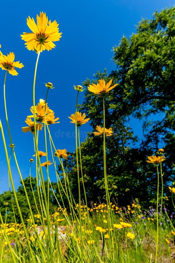 Schöne helle gelbe Wildflowers Lanceleaf Coresopsis in einer FI lizenzfreie stockfotografie Schöne helle gelbe Wildflowers Lanceleaf Coresopsis in einer FI lizenzfreie stockfotografie