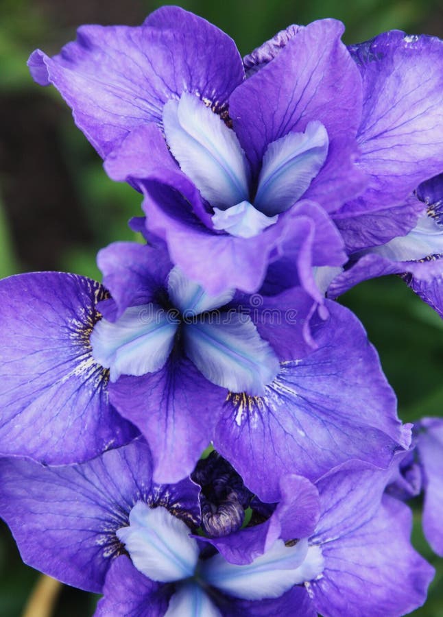 Schöne helle Iris