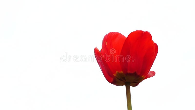 Schöne helle rote Tulpe auf weißem Hintergrund, Zeitlupe