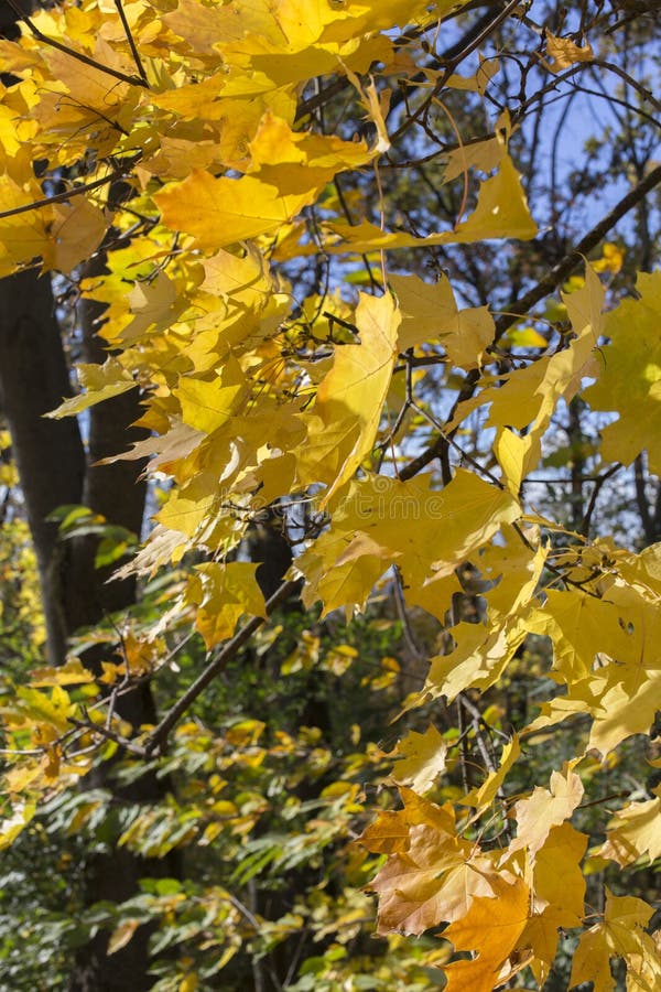 Beautiful autumn view in parks of Chisinau. It is very nice image. Beautiful autumn view in parks of Chisinau. It is very nice image