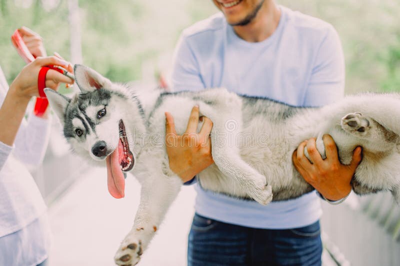 Schöne junge Paare, die mit einem Hundeschlittenhund in einem Park spielen Summe stockbild Schöne junge Paare, die mit einem Hundeschlittenhund in einem Park spielen Summe stockbild
