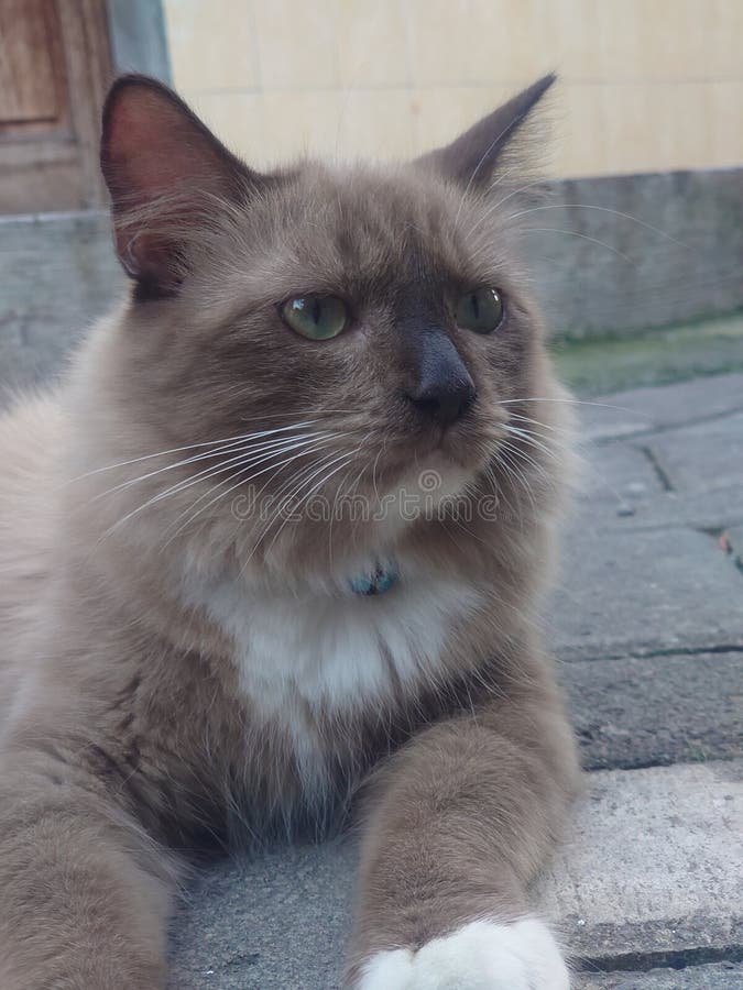 Schöne Katze mit spitzen Farben lizenzfreies stockbild