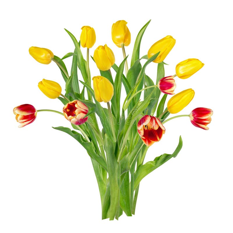 Sch?ne klare gelbe und rote Tulpen auf langen St?mmen mit gr?nen Bl?ttern in einem B?ndel Blumenstrau? der Fr?hlingsblumen stockfoto Sch?ne klare gelbe und rote Tulpen auf langen St?mmen mit gr?nen Bl?ttern in einem B?ndel Blumenstrau? der Fr?hlingsblumen stockfoto