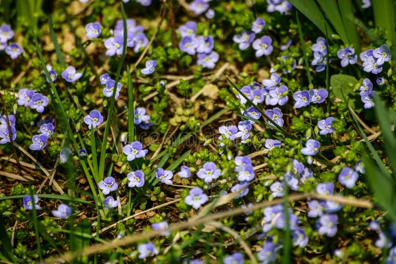 Schöne Kleine Blaue Blumen Im Gras Stockbild Bild von blumenblatt