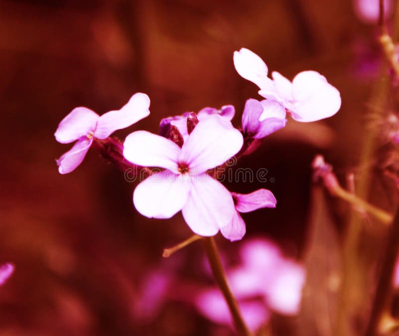 Schöne kleine rosa Blumen auf dem Blumenbeet lizenzfreie stockfotografie Schöne kleine rosa Blumen auf dem Blumenbeet lizenzfreie stockfotografie