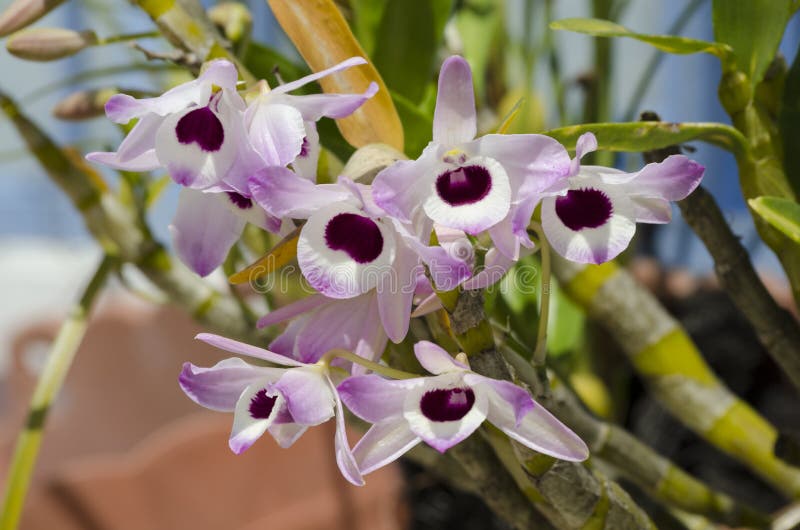 Schöne kleine violette Orchideen am Garten lizenzfreie stockfotografie Schöne kleine violette Orchideen am Garten lizenzfreie stockfotografie