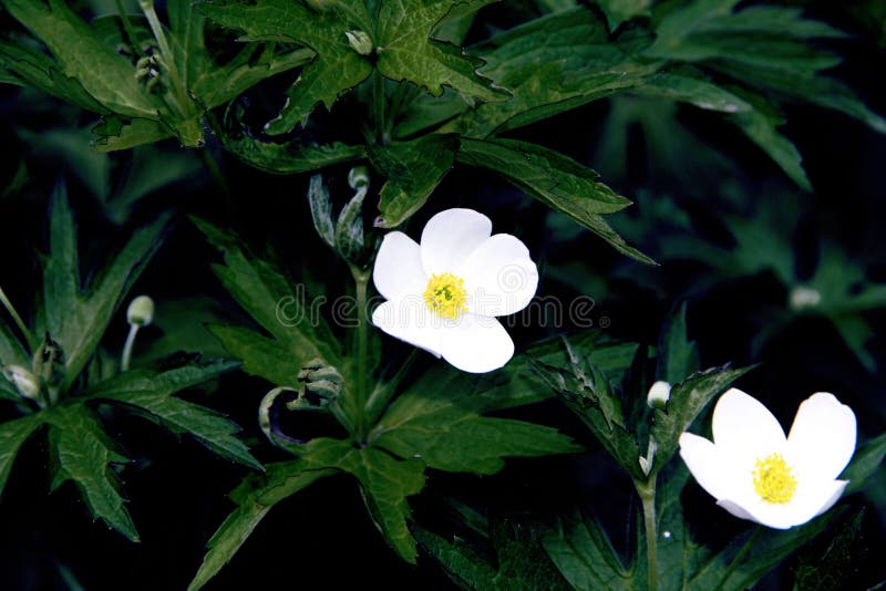 Schöne kleine weiße Blumen auf dem Blumenbeet lizenzfreies stockfoto Schöne kleine weiße Blumen auf dem Blumenbeet lizenzfreies stockfoto