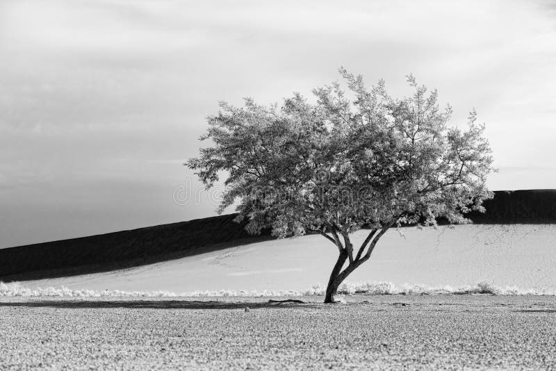 Schöne Kunst B&W des Baums in der Wüste. lizenzfreie stockfotografie Schöne Kunst B&W des Baums in der Wüste. lizenzfreie stockfotografie