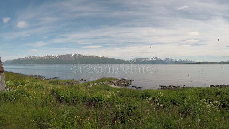 Schöne arktische Seeschwalben und Möwen, die über blauen Fjord in der Luft fliegen