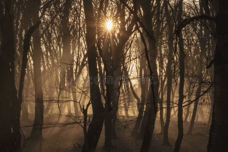 Schöne Landschaft des Winterwaldes zur Sonnenuntergangzeit Sun-Licht im nebelhaften toten Herbstwald Aserbaidschan Gabala Ismaill stockfotos Schöne Landschaft des Winterwaldes zur Sonnenuntergangzeit Sun-Licht im nebelhaften toten Herbstwald Aserbaidschan Gabala Ismaill stockfotos