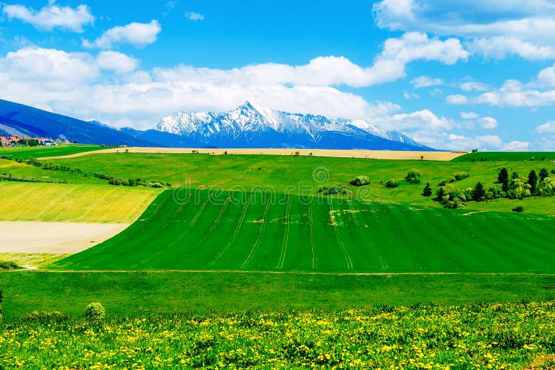 Schöne Landschaft-, Grüne und Gelbewiese mit Feld und Schneeberg und -dorf stockbild Schöne Landschaft-, Grüne und Gelbewiese mit Feld und Schneeberg und -dorf stockbild