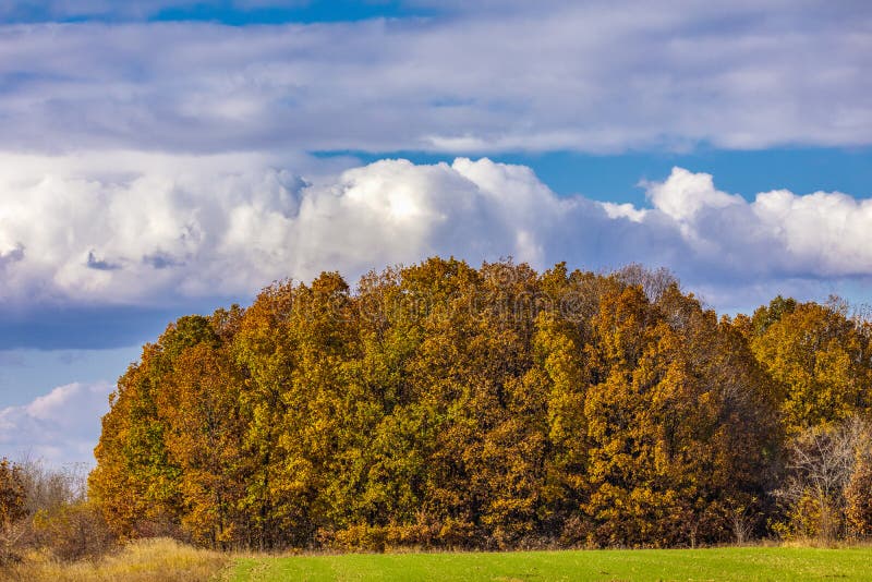 Schöne Landschaft mit Eichenwald lizenzfreie stockfotos Schöne Landschaft mit Eichenwald lizenzfreie stockfotos