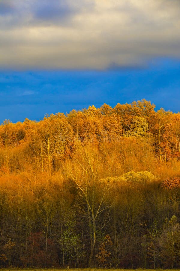Schöne Landschaft mit Eichenwald stockbilder Schöne Landschaft mit Eichenwald stockbilder