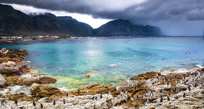 Schöne Landschaft mit wilden Pinguinen stockbilder Schöne Landschaft mit wilden Pinguinen stockbilder