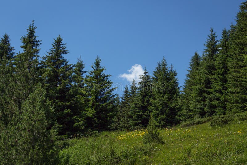 Schöne Landschaft in Vitosha-Berg, nahe Sofia Bulgaria stockfoto Schöne Landschaft in Vitosha-Berg, nahe Sofia Bulgaria stockfoto