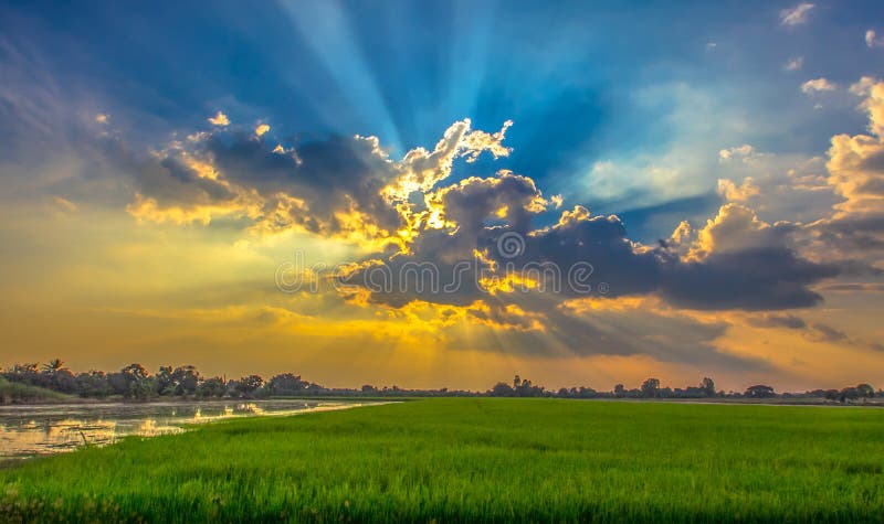 Schöne Landschaften mit Reisfeldern und blauem Himmel