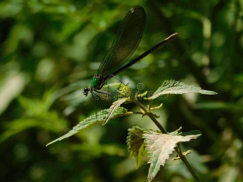Schöne Libelle, die auf einem Blatt sitzt lizenzfreie stockbilder Schöne Libelle, die auf einem Blatt sitzt lizenzfreie stockbilder