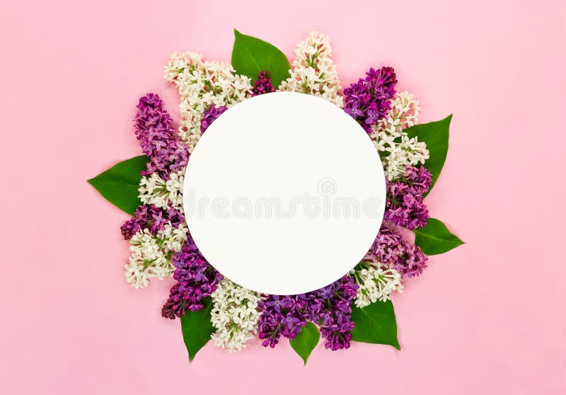 Schöne lila Blumen und Rondekarte auf hellrosa Hintergrund Syringablüten Romantische Sommergrußkarte lizenzfreie stockfotografie Schöne lila Blumen und Rondekarte auf hellrosa Hintergrund Syringablüten Romantische Sommergrußkarte lizenzfreie stockfotografie